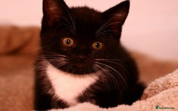 European cats for sale: Kittens  - Image 6