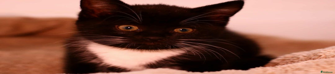 European Kitten 4