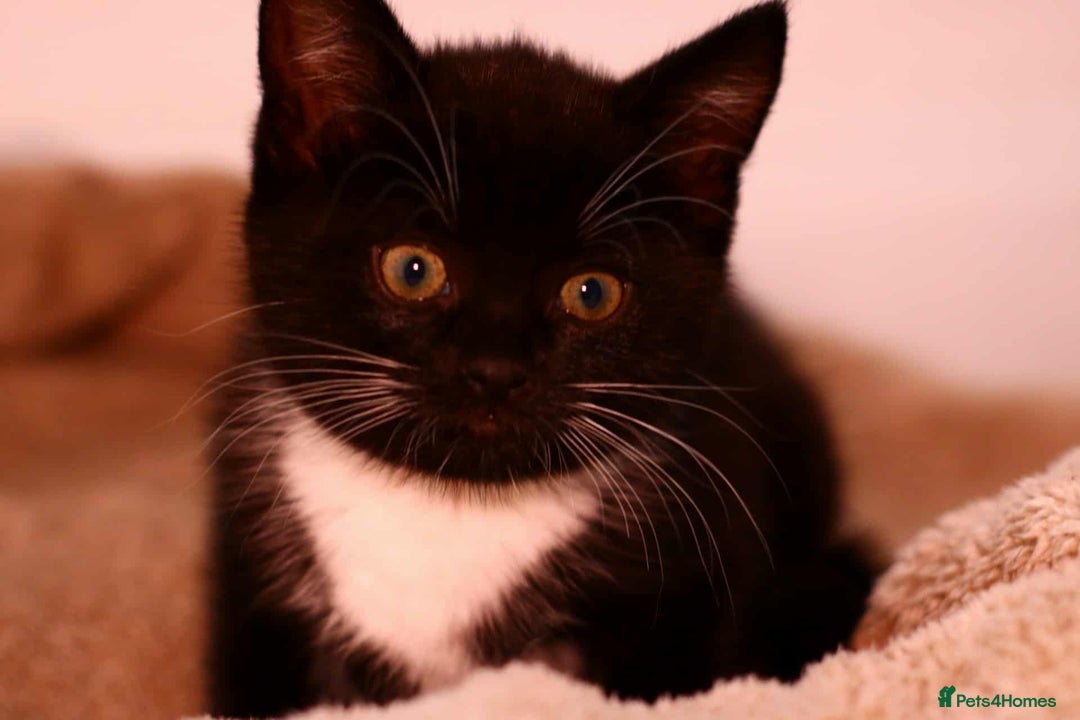 European cats for sale: Kittens  - Image 6