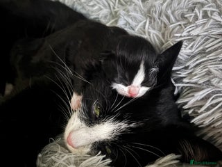 Mixed Breed cats for sale - Advert 1
