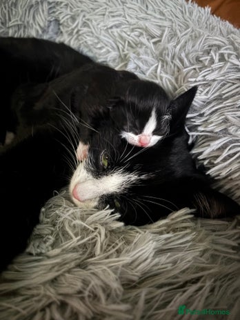 Mixed Breed cats - Advert 2