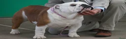 English Bulldog dogs for sale: Beautiful female English Bulldog  - Advert 6