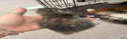 Mixed Breed cats for sale: Maine coon cross kittens  - Advert 21
