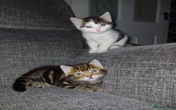 Mixed Breed cats for sale: Two mixed kittens  - Image 1