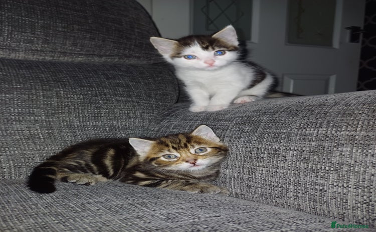Mixed Breed cats - Advert 2
