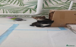 Mixed Breed cats for sale: Kittens for sale - Image 4