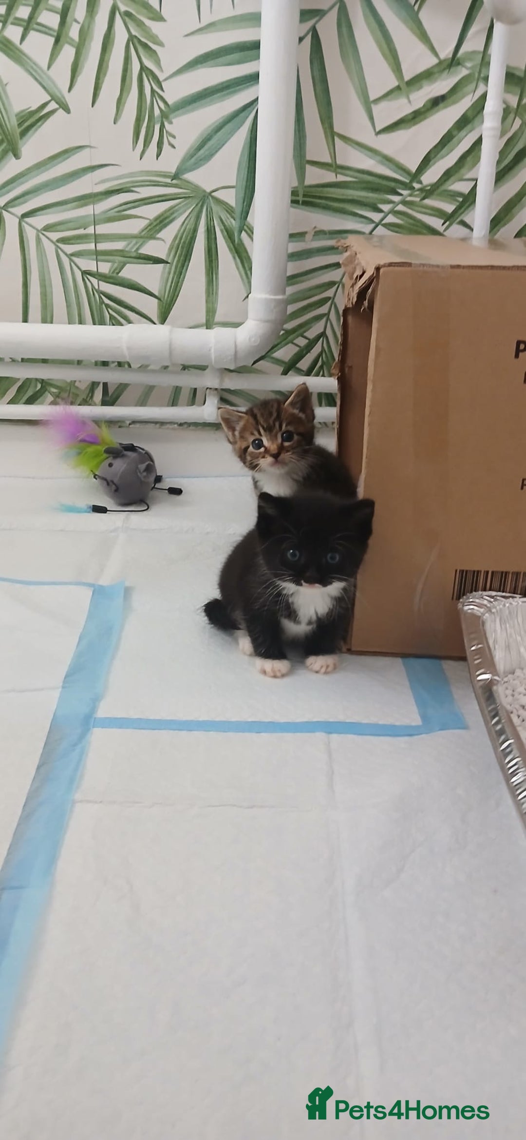 Mixed Breed cats for sale: Kittens for sale - Image 4