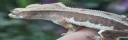 Gecko reptiles for sale: Crested geckos  - Advert 9