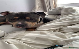 Mixed Breed dogs for stud: Beautiful boy to stud  - Image 5