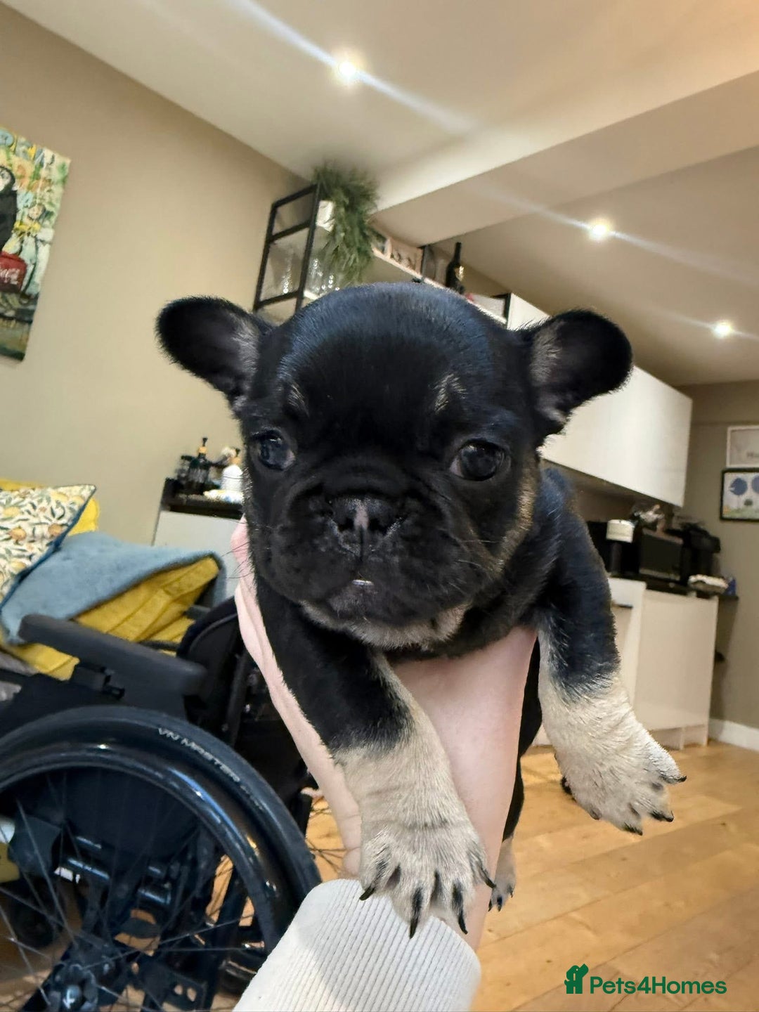 French Bulldog dogs for sale: French bulldog puppies for sale - Advert 3