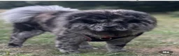Chow Chow dogs for sale: 8 month old male smooth coat chow chow  - Advert 5