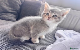 Scottish Fold cats for sale: Stunning Smokey Scottish fold/straight Girl.  - Image 4