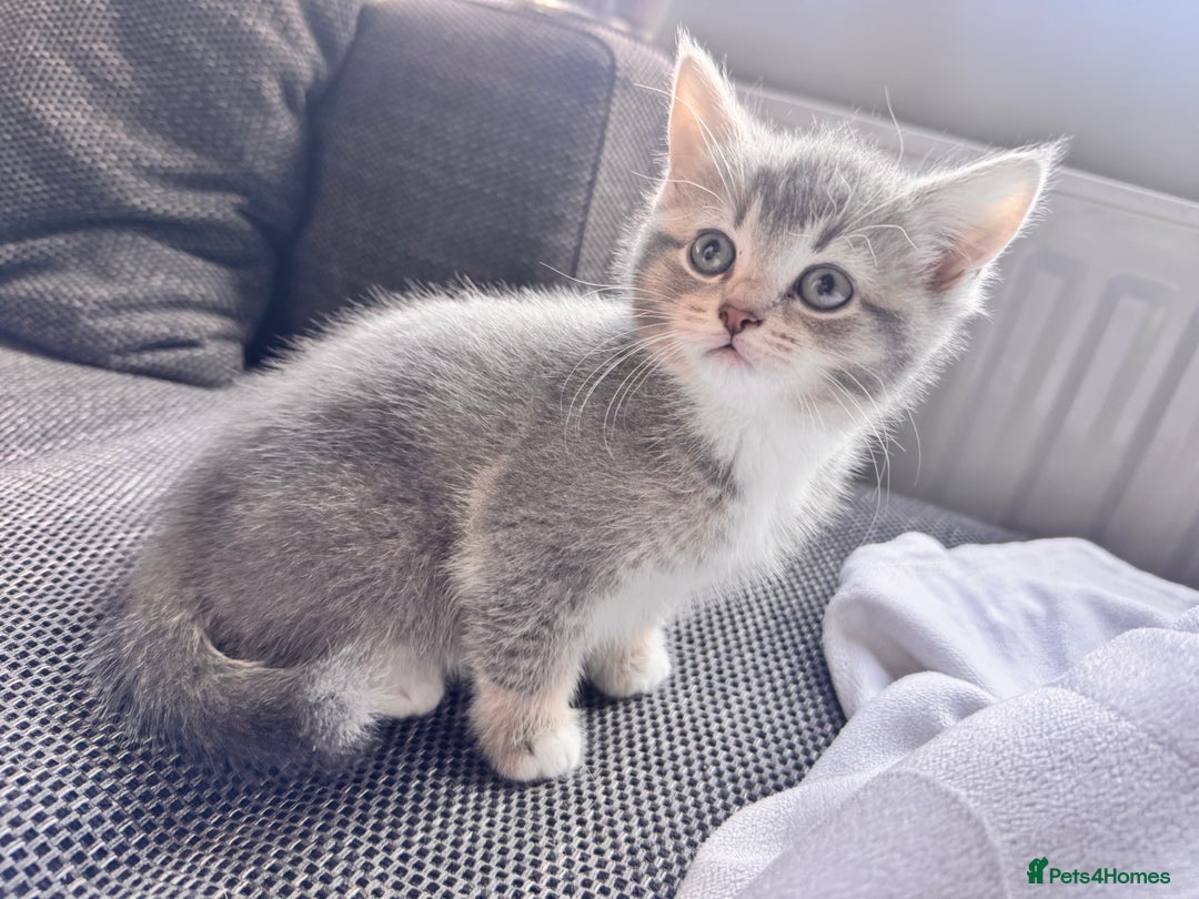 Scottish Fold cats for sale: Stunning Smokey Scottish fold/straight Girl.  - Image 4