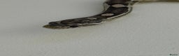 Corn Snake reptiles for sale: Female corn snake - Advert 1