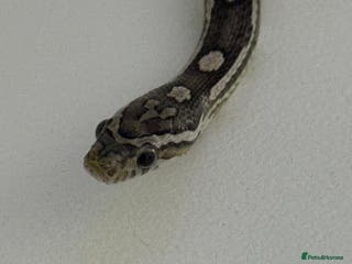 Corn Snake reptiles Female corn snake - Advert 12