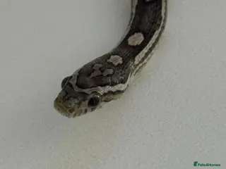 Corn Snake reptiles Female corn snake - Advert 5