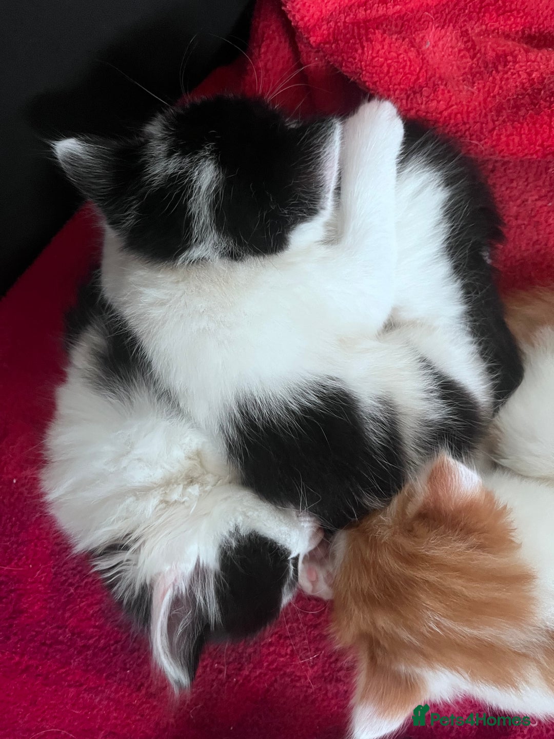 Mixed Breed cats for sale: Gorgeous Fluffy Kittens - Image 28