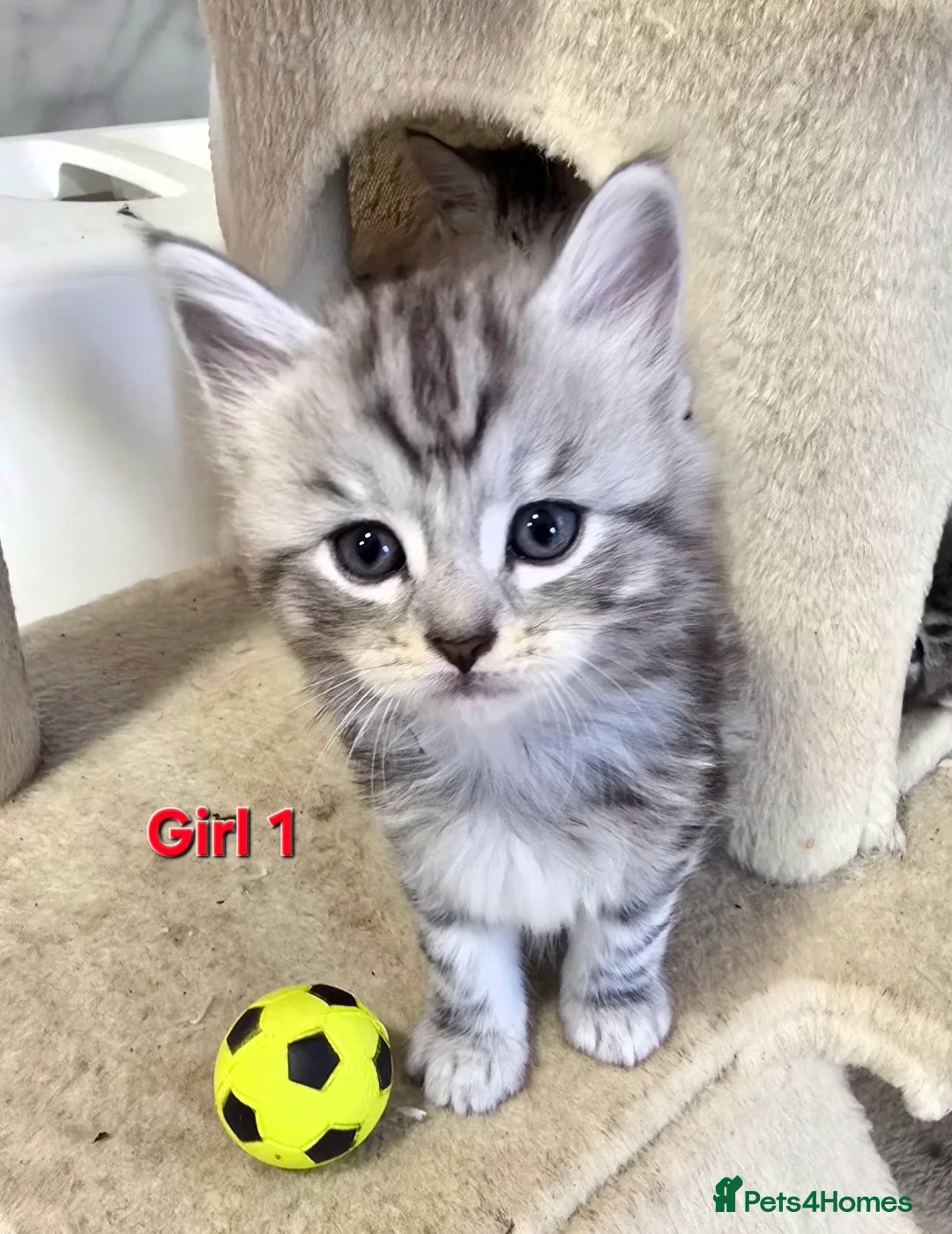 Mixed Breed cats for sale: Maine Coone Cross Kittens - Advert 4