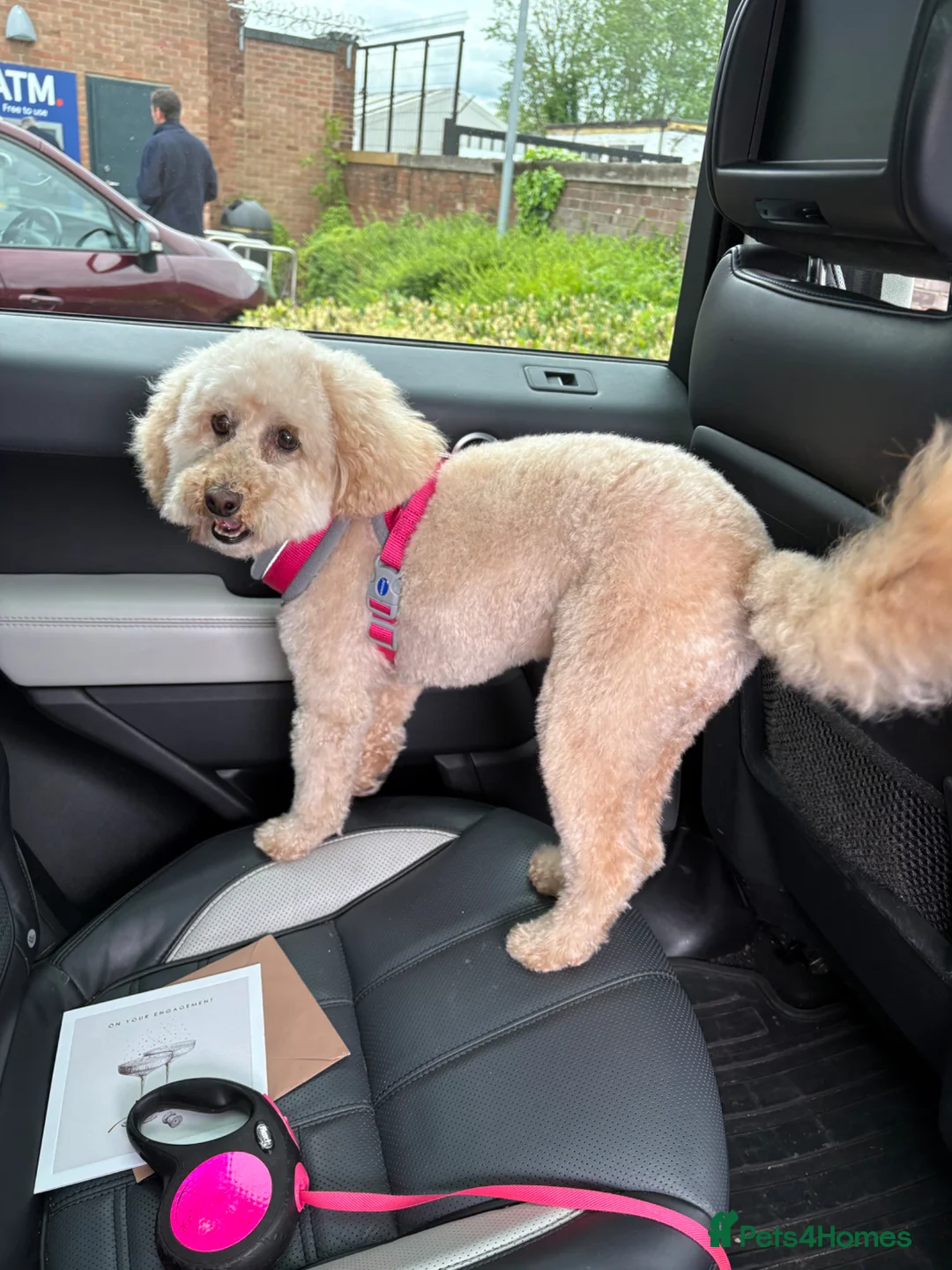 Cockapoo dogs for sale: Looking for a loving home in Warrington - Advert 2