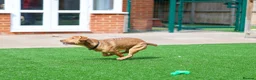 Mixed Breed dogs for adoption: Cute Oso - Advert 5