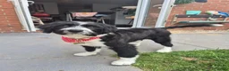 Mixed Breed dogs for sale: Ted - ColliePoo - Rehoming in Wellington - Advert 3