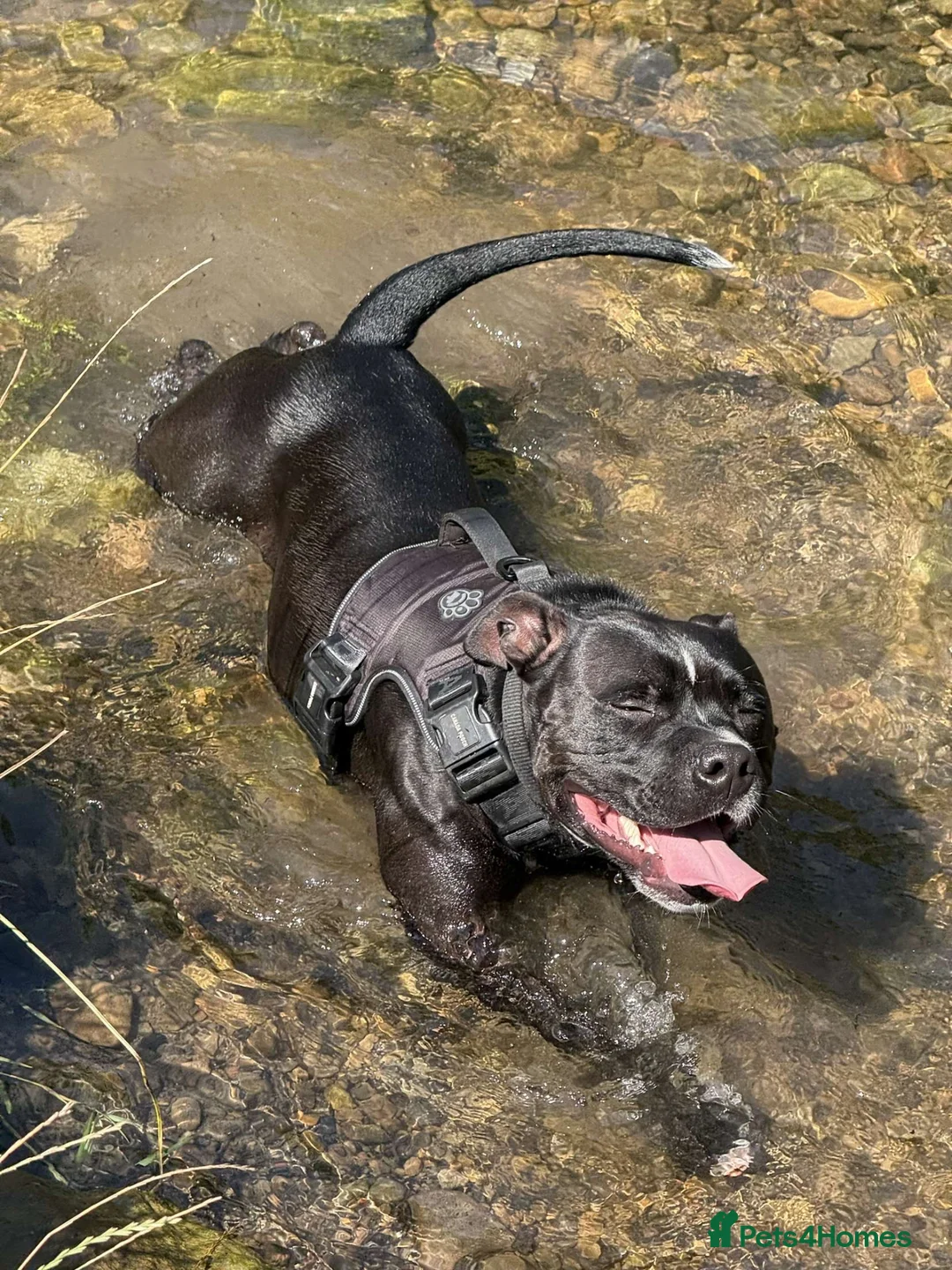 Staffordshire Bull Terrier dogs for sale: Bruno 3 y/o Staffordshire bull terrier  in Gateshead - Advert 1