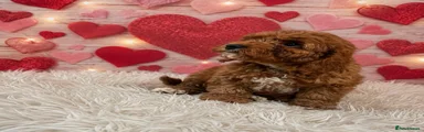 Cockapoo 3