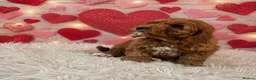 Cockapoo dogs for sale: Fabulous F1 cockerpoo’s  - Advert 6