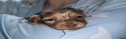 Miniature Dachshund dogs for sale: Beautiful Miniature dachshunds  - Advert 20