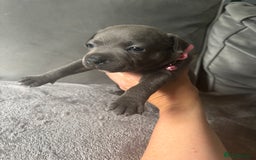Staffordshire Bull Terrier dogs for sale: 1 male Blue Staff Bull Terrier pup 💙 in Hitchin - Image 17