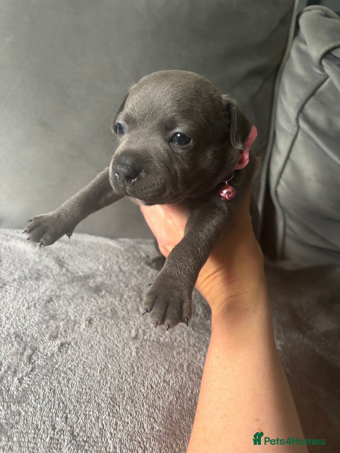 Staffordshire Bull Terrier dogs for sale: 1 male Blue Staff Bull Terrier pup 💙 in Hitchin - Image 17