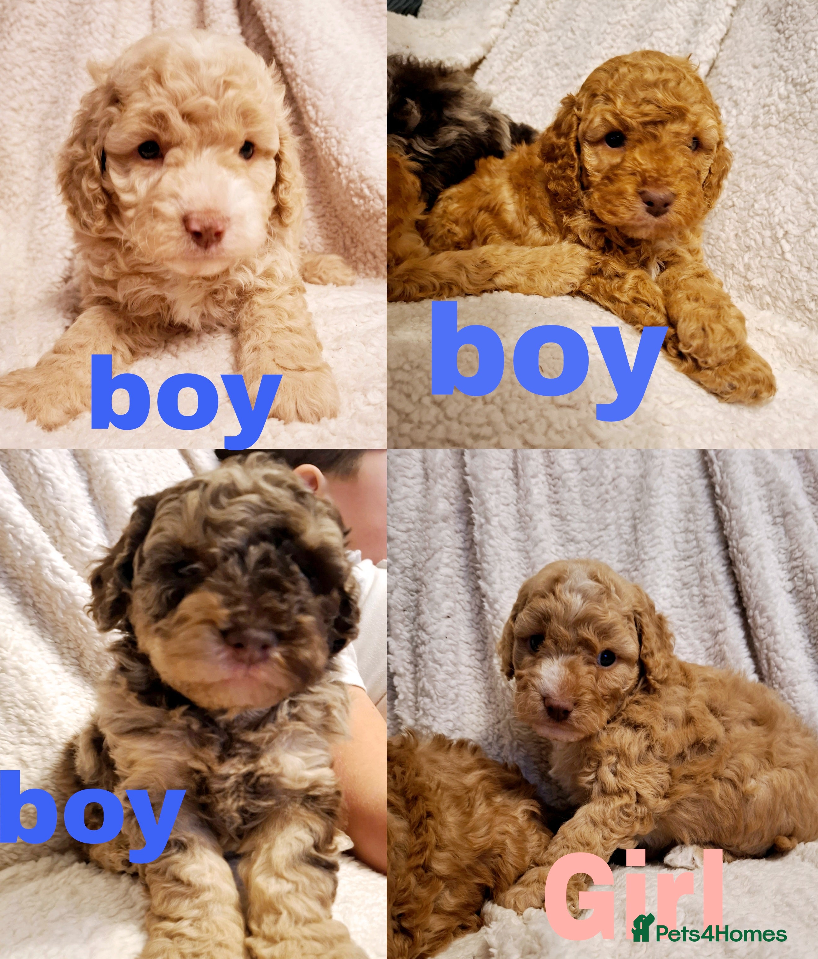 Cockapoo dogs Minature cockapoo puppies - Advert 9