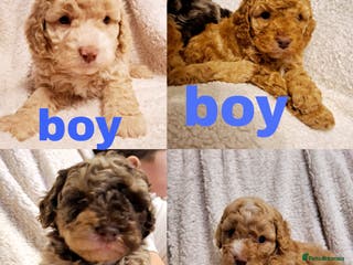 Cockapoo dogs Minature cockapoo puppies - Advert 9