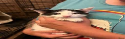 Mixed Breed cats for sale: Friendly farm kittens - Advert 2