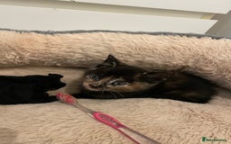 Mixed Breed cats for sale: 2 Beautiful Black (and ginger spots) Girl Kittens - Image 6