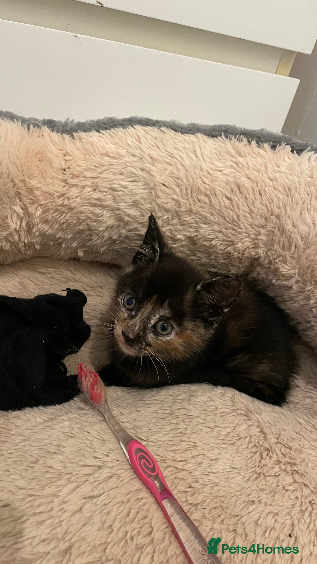 Mixed Breed cats for sale: 2 Beautiful Black (and ginger spots) Girl Kittens - Image 6