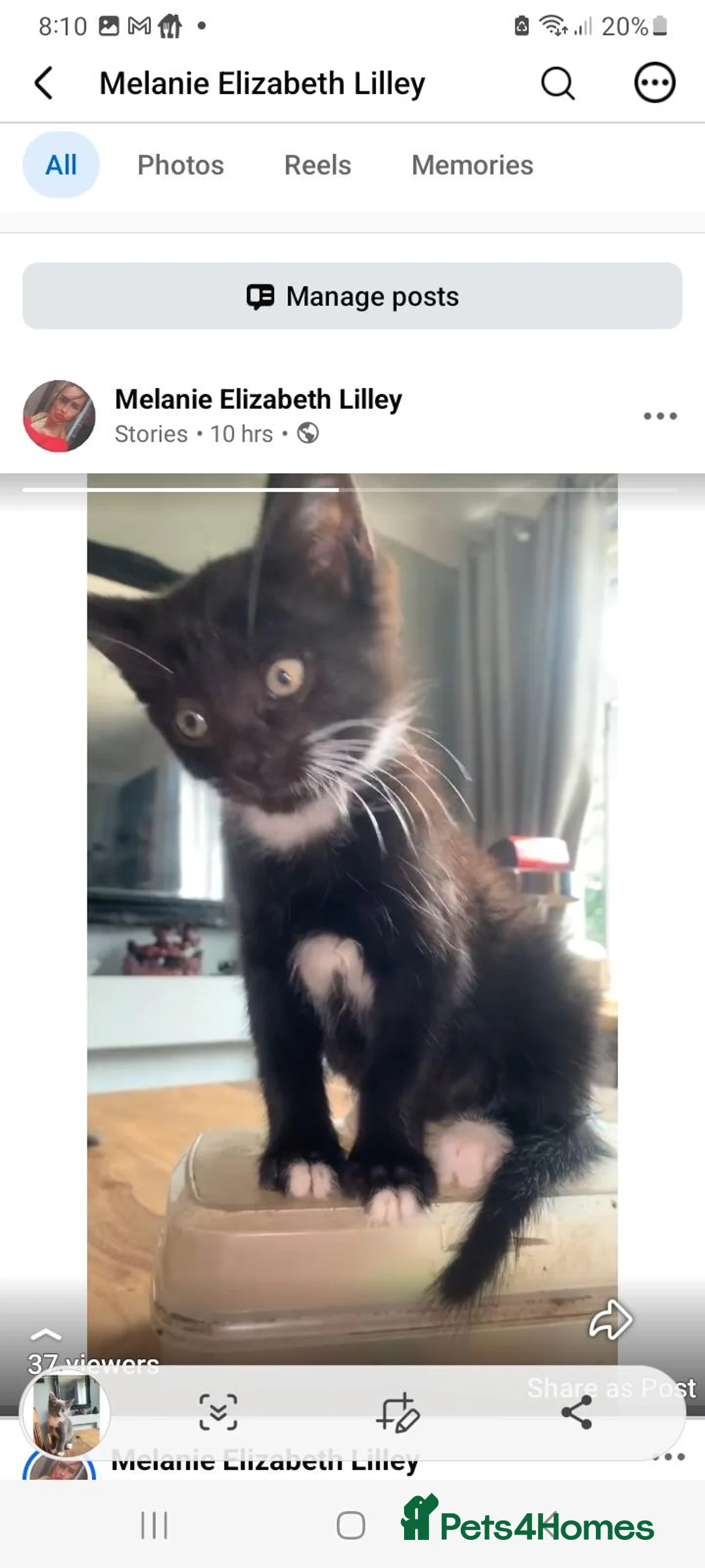 Maine Coon cats for sale: Maincoons mix - Advert 2