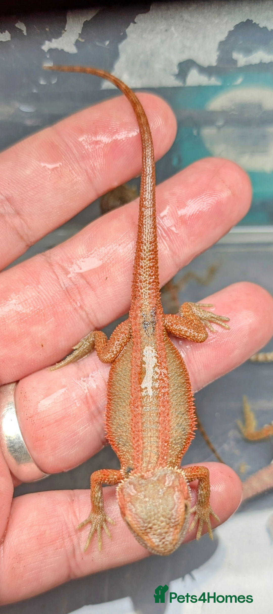 Bearded Dragon reptiles 100%  and 50% red monster bearded dragons  - Advert 8