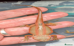 Bearded Dragon reptiles for sale: 50% & 100% red monster bearded dragons  - Image 1