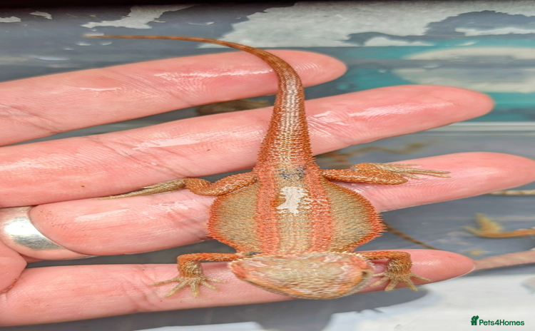 Bearded Dragon reptiles - Advert 4