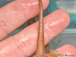 Bearded Dragon reptiles - Advert 6