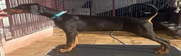 Dobermann dogs for sale: Top Quality Dobermann Puppies Available - Advert 6