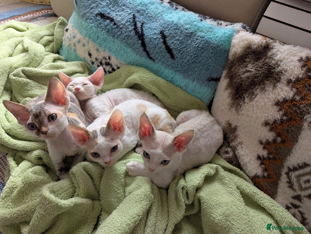 Devon Rex cats for sale: 🐾 Beautiful Devon Rex Kittens💕 - Image 4