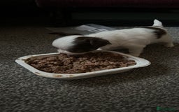Chihuahua dogs for stud: Chihuahua  in Birmingham - Image 23