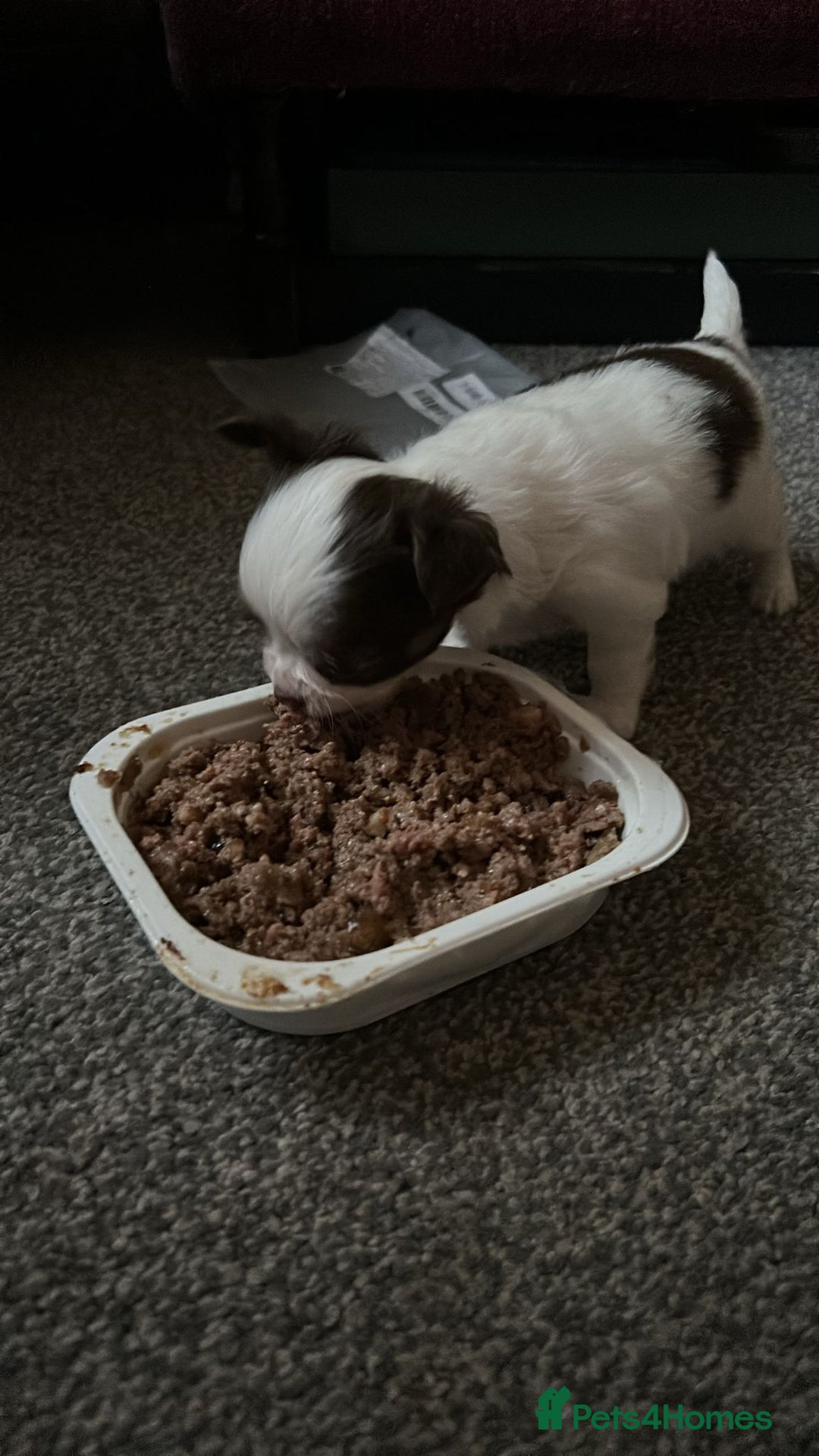 Chihuahua dogs for stud: Chihuahua  in Birmingham - Image 23