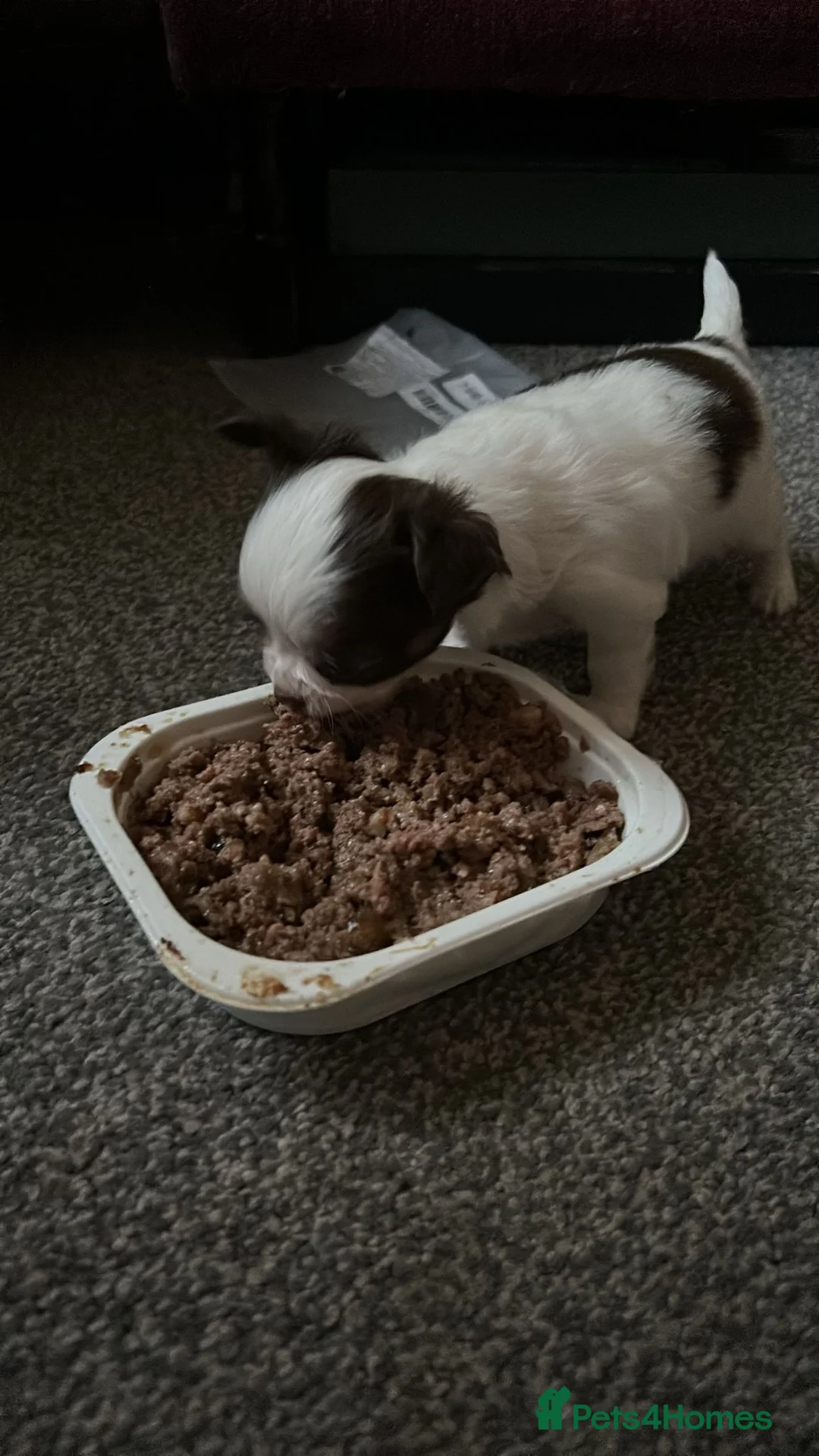 Chihuahua dogs for stud: Chihuahua  in Birmingham - Advert 18