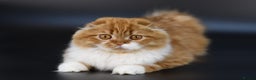 Scottish Fold cats for stud: RoyalOwl Yoshi: Scottish Fold Longhair Stud  in Banbury - Advert 12