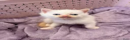 Mixed Breed cats for sale: 6 ragdoll x Persian kittens - Advert 20