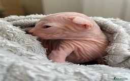 Sphynx cats for sale: Pedigree Sphynx Kitten in Bedford - Image 2