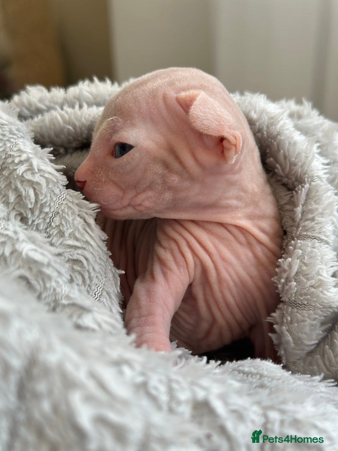 Sphynx cats for sale: Pedigree Sphynx Kitten in Bedford - Image 2